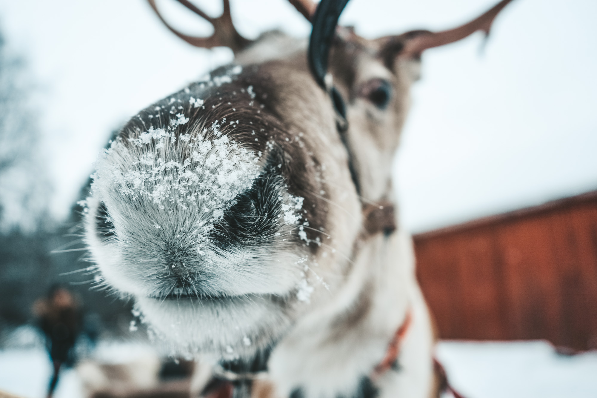 White nose