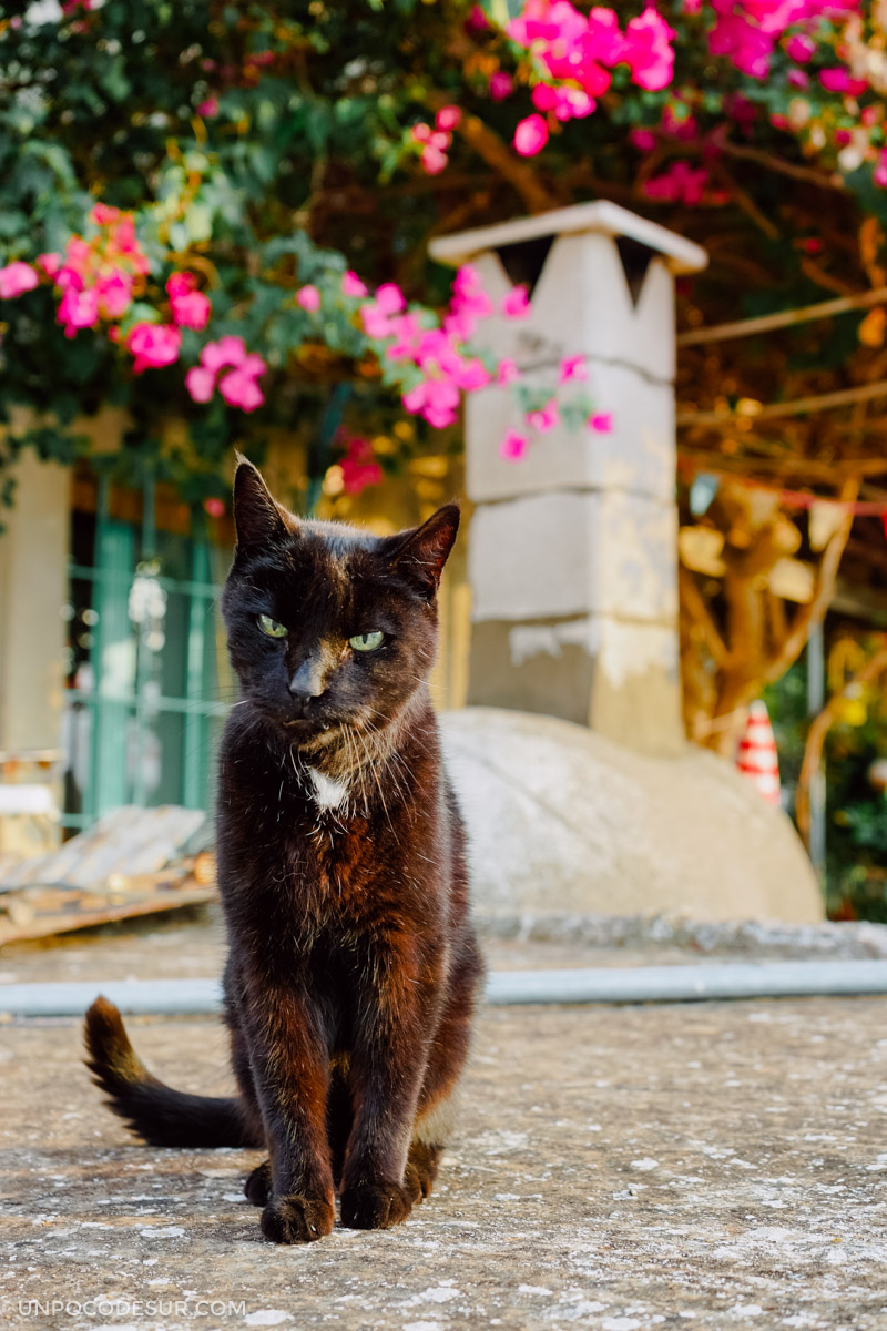 Black Cat